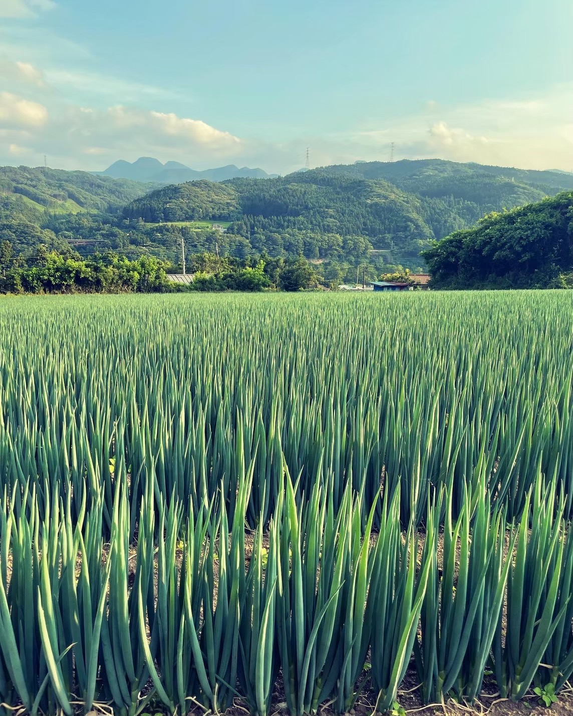 記事サムネイル: －Nature Positive－自然を感じ、未来へつなぐ 収穫体験